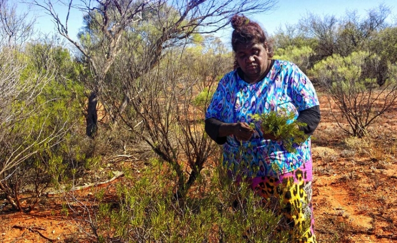 A woman gathers plants in the outback