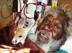 An Aboriginal man holds a baby kangaroo. Behind him is medical equipment