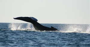 A whale tail above the surface of the water