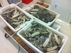 Tubs full of trepang