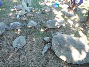 A number of turtles lying on grass
