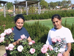 Two young people stand in a garden with a rose bush in front of them