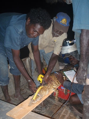 2 people hold a measuring tape over a crocodile on a board