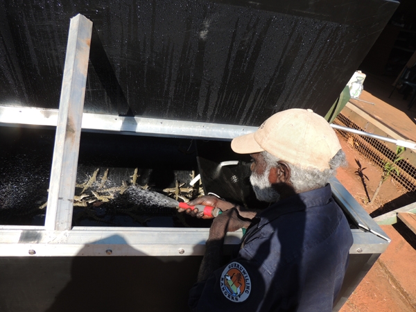 A man hoses an enclosure housing very small crocodiles