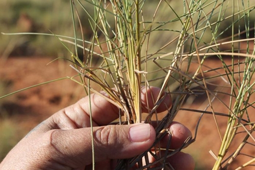 A hand holding grass