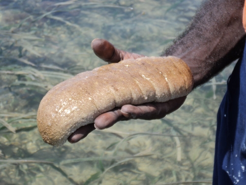 A hand holding a trepang (sea cucumber)